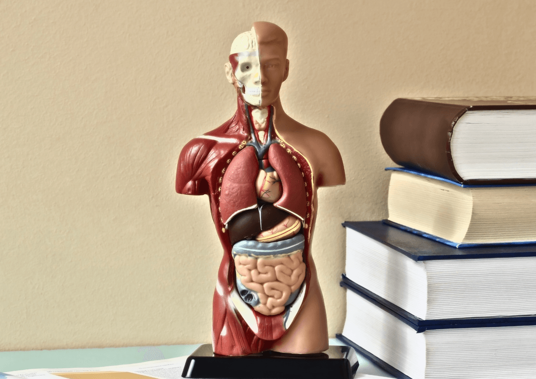 Bilde for artikkelen Mekanisk drag, muskelskade og metabolsk stress: Hva forårsaker egentlig muskelvekst?